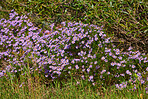 Flowers, plants and trees on mountain side in South Africa