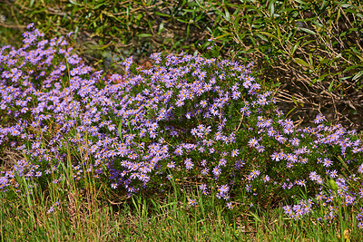 Buy stock photo Beautiful nature setting of colorful flowers during a spring day outside. Green landscape view of tall grass and purple flora in the outdoors. Relaxing natural wild environment of growing plants.