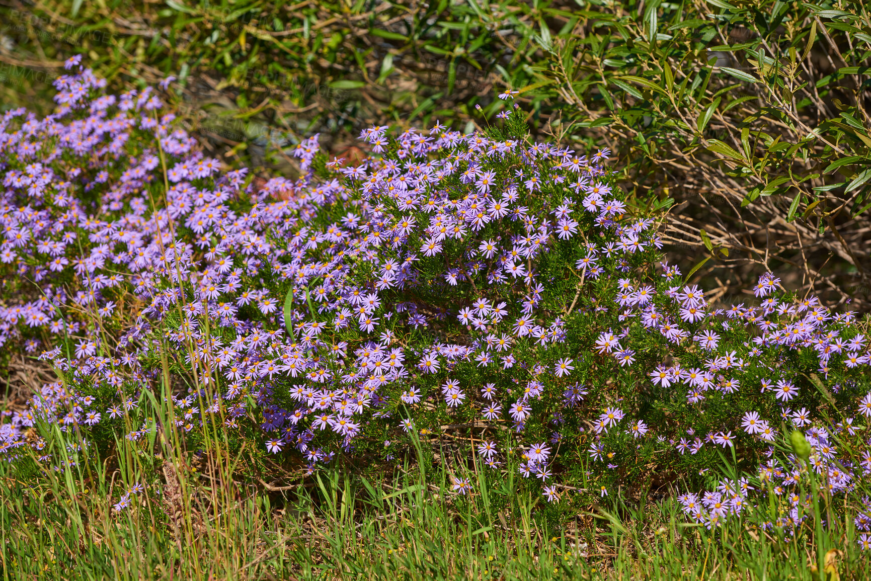 Buy stock photo Beautiful nature setting of colorful flowers during a spring day outside. Green landscape view of tall grass and purple flora in the outdoors. Relaxing natural wild environment of growing plants.