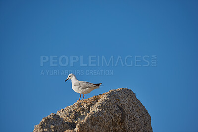 Buy stock photo Lonely seagull struggling to find food due to effects of climate change and rising sea levels. Wildlife landscape with a bird on a boulder or rock with copy space. Avian wildlife in nature 