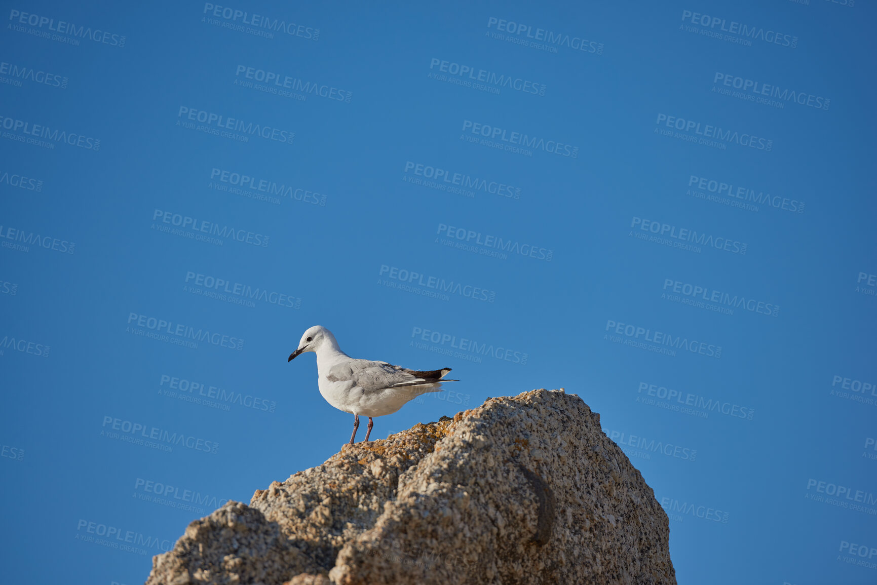 Buy stock photo Lonely seagull struggling to find food due to effects of climate change and rising sea levels. Wildlife landscape with a bird on a boulder or rock with copy space. Avian wildlife in nature 