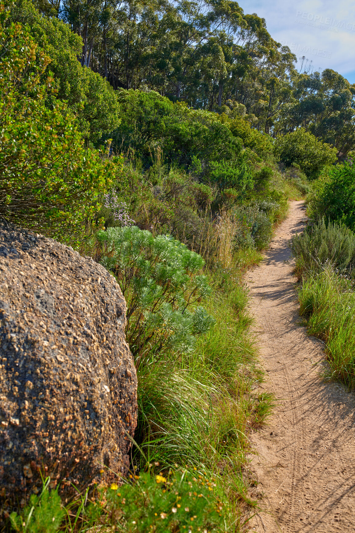 Buy stock photo Closeup of a dirt footpath along the mountainside of Lion's Head, Western Cape, Cape Town, South Africa. The perfect trial for hiking and walking surrounded by nature. A scenic hobby