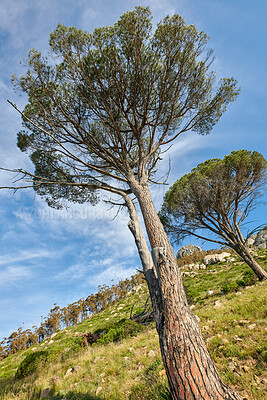 Buy stock photo Beautiful mountain view of wild trees growing on a slope against clear blue sky copy space. Remote and rugged nature reserve on a sunny summer day. Lush green landscape from below in a peaceful field