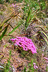 Flowers, plants and trees on mountain side in South Africa