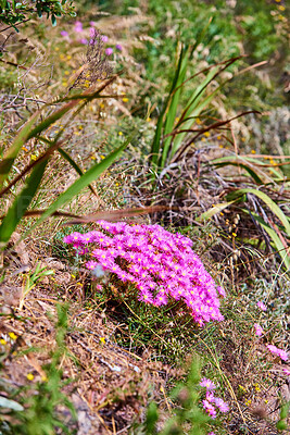 Buy stock photo Pink dew plant flowers and wild grass growing on mountain side out in nature on a sunny day. The beautiful and succulent delosperma cooperi or mesembryanthemum cooperi is native to South Africa