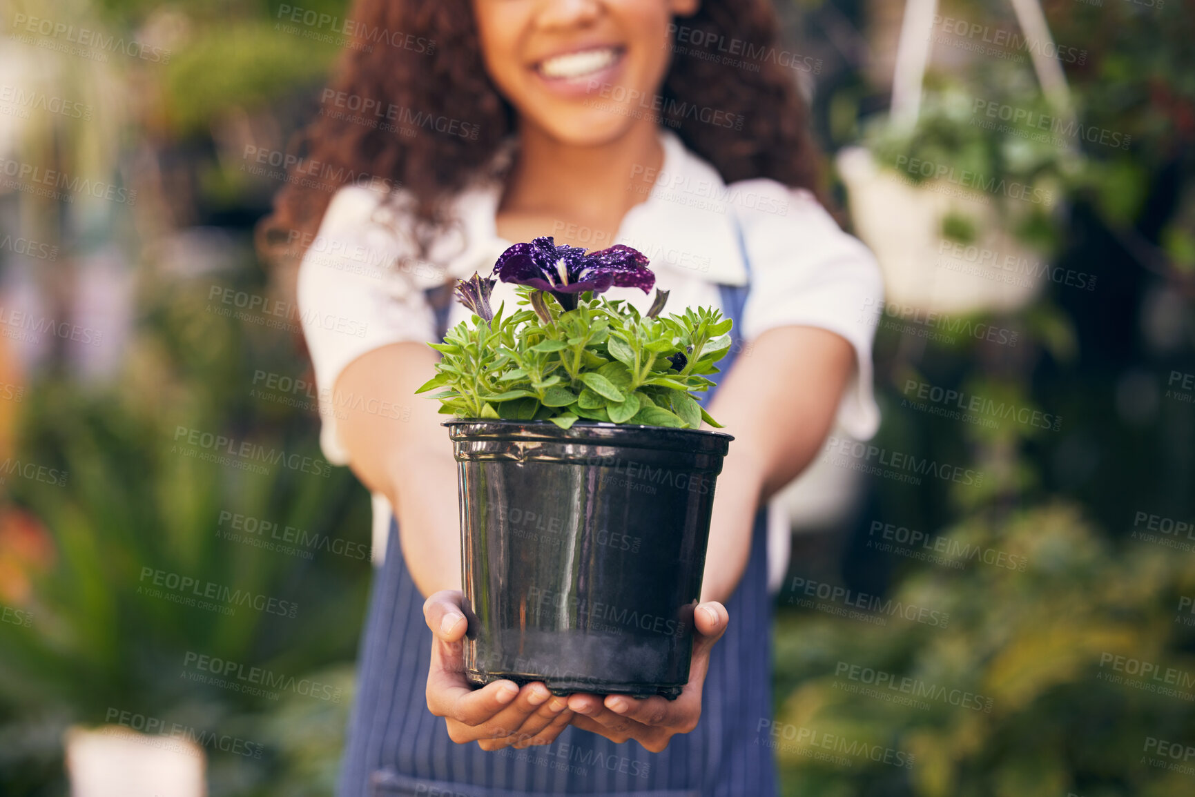 Buy stock photo Florist, hands and plants pot for market, small business owner and garden with career happiness, offer or sale. Happy entrepreneur, seller or person giving flowers in shop or store for eco startup