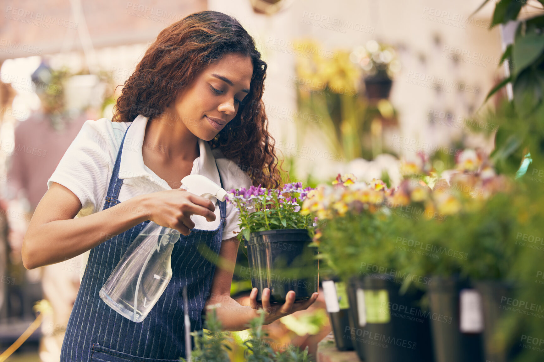 Buy stock photo Shot of a florist watering her plants with a spray bottle