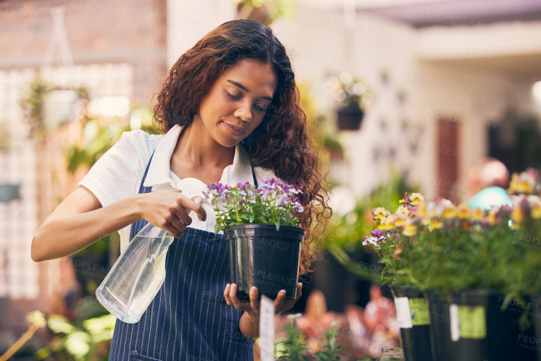 Buy stock photo Florist, woman and spray flowers pot for market, small business and gardening with floral or botany sale. Young entrepreneur, seller or water for plants in shop or store for eco friendly pest control