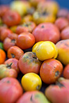 A  photo of Green, yellow and green tomatos