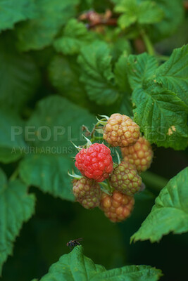 Buy stock photo Closeup of raspberries growing on a vine on a farm in summer. Ripe, delicious and healthy fruit ready to be harvested for eating on a farmland. Raspberries are good for health and high in vitamins