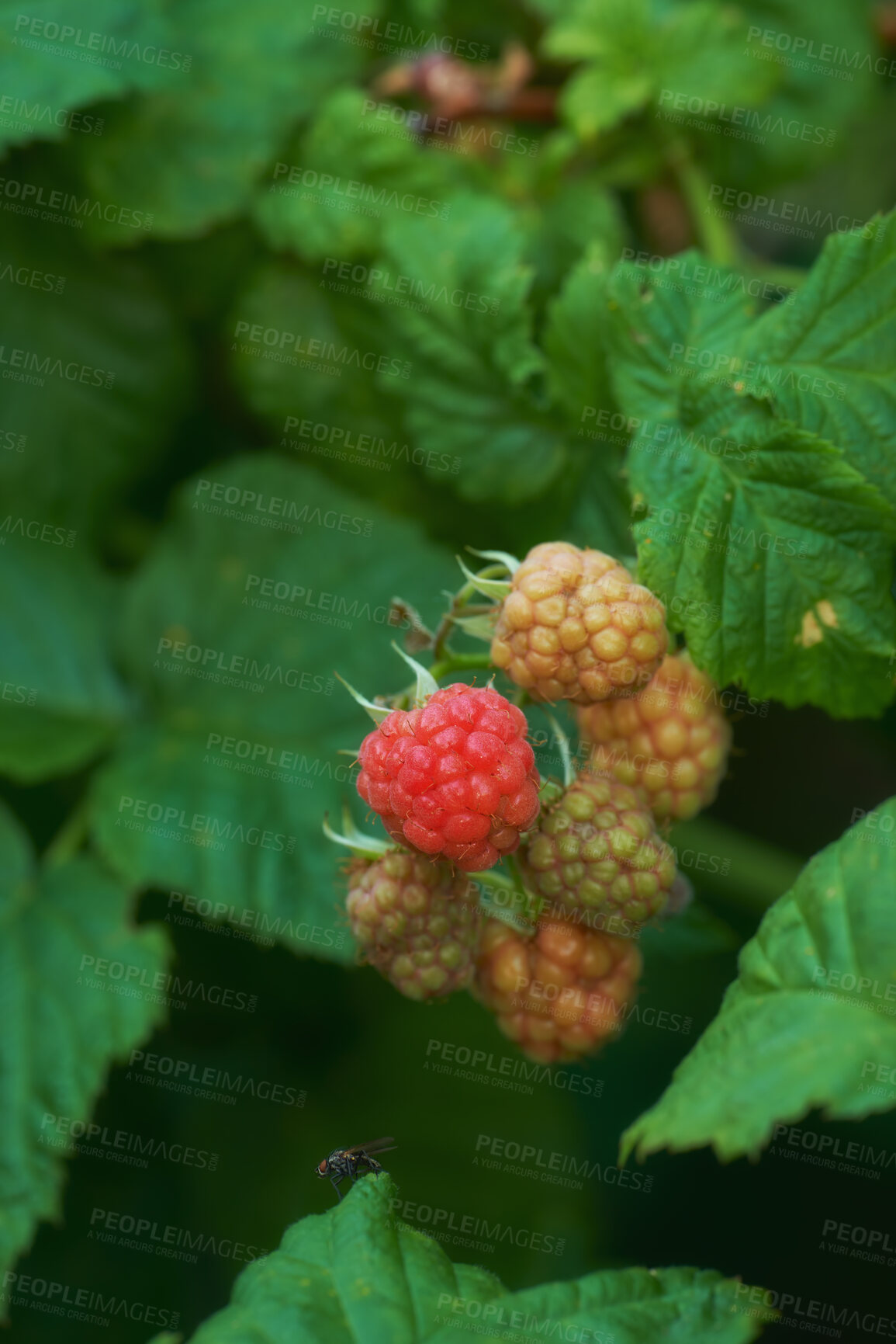 Buy stock photo Closeup of raspberries growing on a vine on a farm in summer. Ripe, delicious and healthy fruit ready to be harvested for eating on a farmland. Raspberries are good for health and high in vitamins