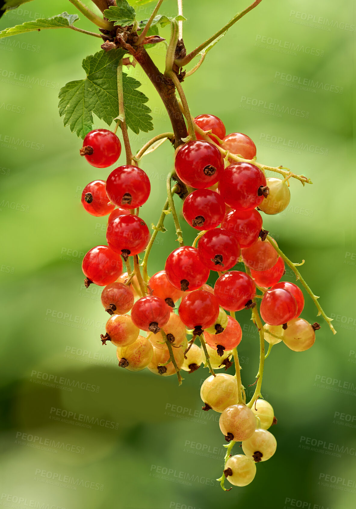 Buy stock photo Very tasty ripe currant