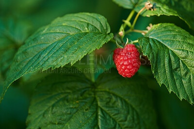 Buy stock photo One raspberry growing in a garden with green vibrant leafs in an organic filed during spring. Closeup of fresh, red and healthy natural produce ripening in a bush. Beautiful fruit plant in summer