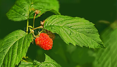 Buy stock photo Closeup of a raspberry tree growing in a garden in summer. Beautiful fruit plant blooming against a lush green background. Natural produce sprouting and ripening in an organic field during spring