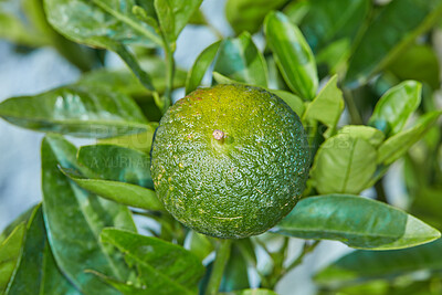 Lime citrus
