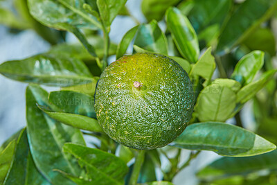 Buy stock photo Fresh green fruit in a park, garden or on a farm. Ripe, organic and healthy lemon or citrus lime on a leafy plant filled with vitamin c and helps with protection from illness and immune system