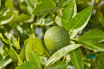 Buy stock photo Closeup of a healthy and fresh green fruit growing in a calming outdoor garden. A ripe and vibrant colorful citrus lime that is perfect for a well balanced diet and clean eating lifestyle