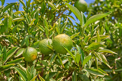 Buy stock photo Closeup of green mandarin oranges and citrus growing on lush tree branches on a sustainable orchard farm in remote countryside. Farming fresh and healthy snack fruit for nutrition, diet and vitamins