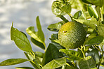 Lime citrus