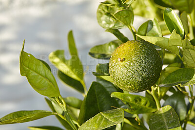 Buy stock photo Closeup of green fruit growing on a tree on a sunny day. Zoom in on texture and details of a lime, ready to be picked on a sustainable organic farm in the countryside. Macro view of citrus in nature