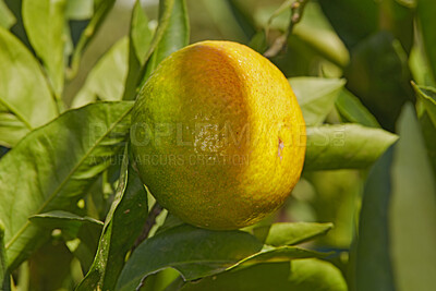 Buy stock photo Closeup of ripening lemon growing on a tree at in a yard or organic agriculture orchard farm. Lush citrus fruit plant with green leaves during harvest season. Providing vitamin C and fiber for health