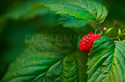 Buy stock photo Closeup of a raspberry tree growing in a garden in summer. Beautiful fruit plant blooming against a lush green background. Natural produce sprouting and ripening in an organic field during spring