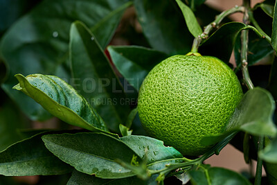 Buy stock photo Closeup of green lime growing on a tree in a garden. Zoom in on a textured citrus fruit on a branch with leafy patterns in a calm backyard. Sustainable agriculture on organic farm in the countryside