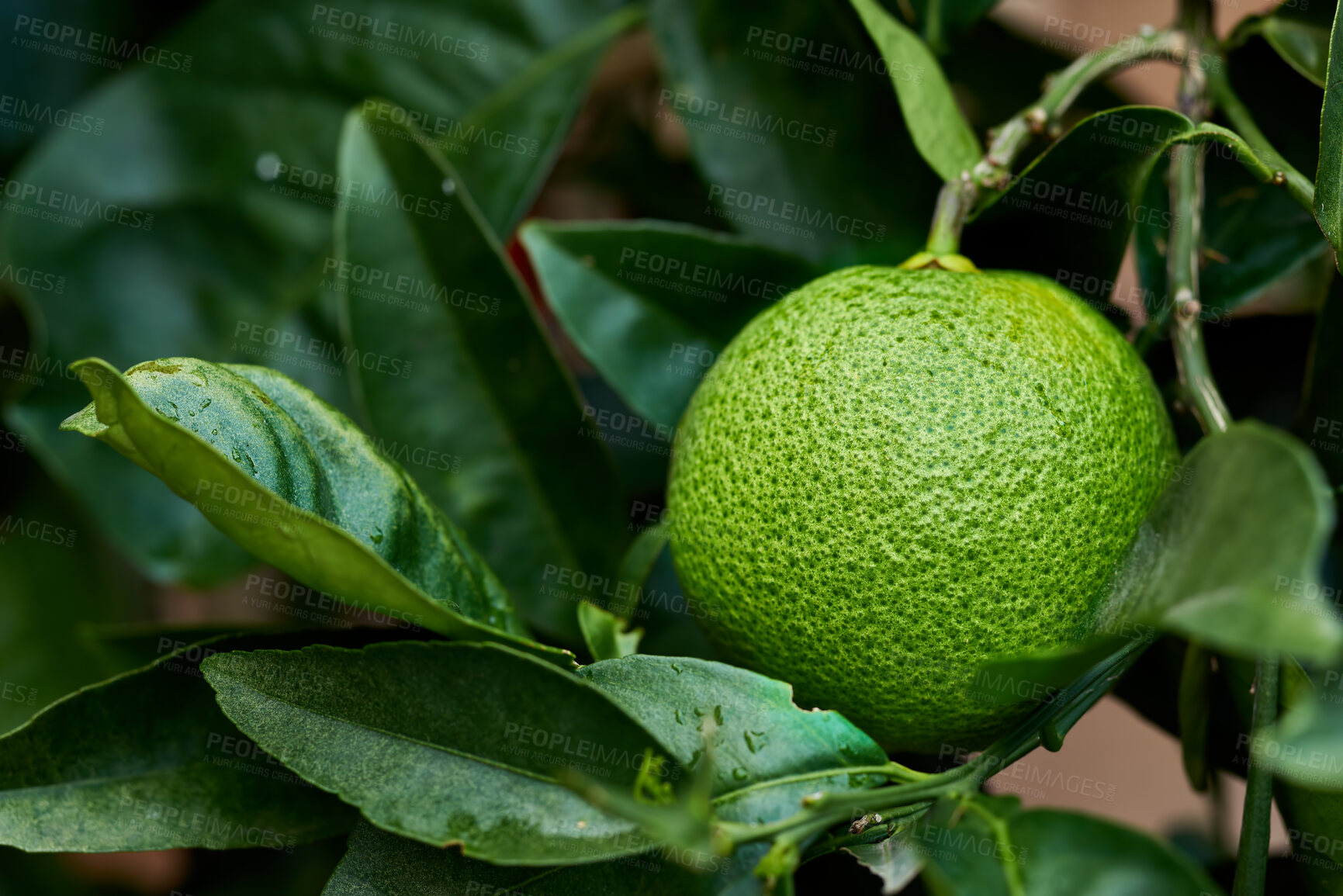 Buy stock photo Closeup of green lime growing on a tree in a garden. Zoom in on a textured citrus fruit on a branch with leafy patterns in a calm backyard. Sustainable agriculture on organic farm in the countryside