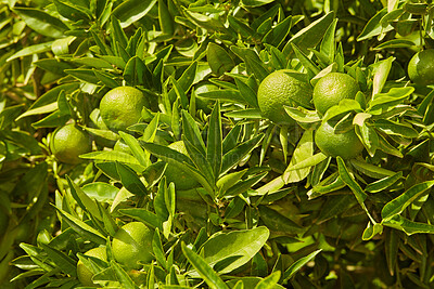 Buy stock photo Closeup of green mandarin oranges or citrus lime growing on lush tree branch on sustainable orchard farm in remote countryside. Farming fresh and healthy snack fruit for nutrition, diet and vitamins