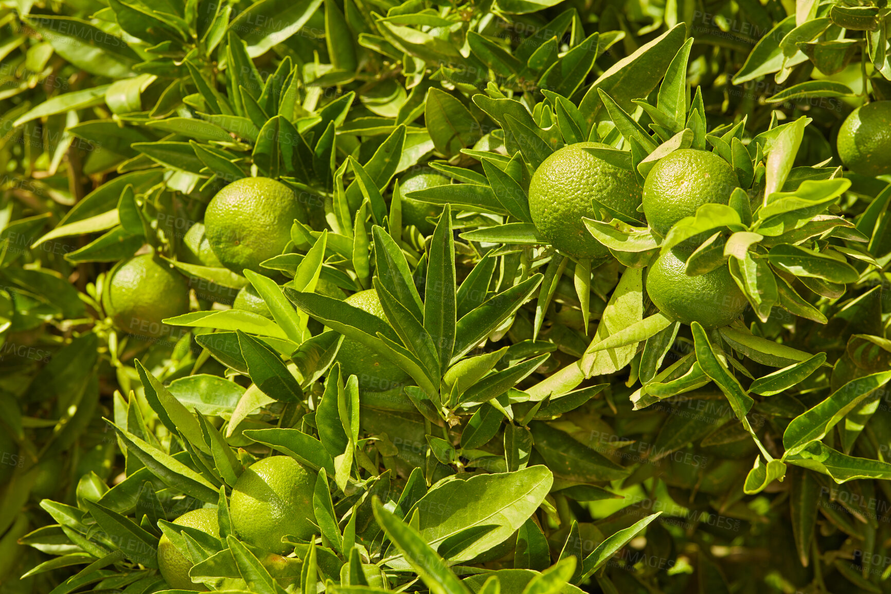 Buy stock photo Closeup of green mandarin oranges or citrus lime growing on lush tree branch on sustainable orchard farm in remote countryside. Farming fresh and healthy snack fruit for nutrition, diet and vitamins