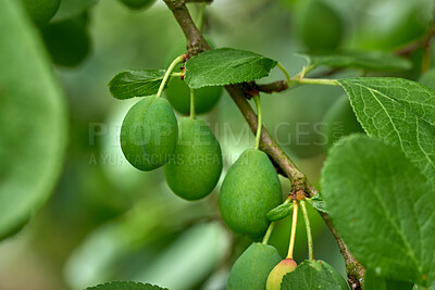 Buy stock photo Ripening green plums handing on branch with green leaves of plum tree