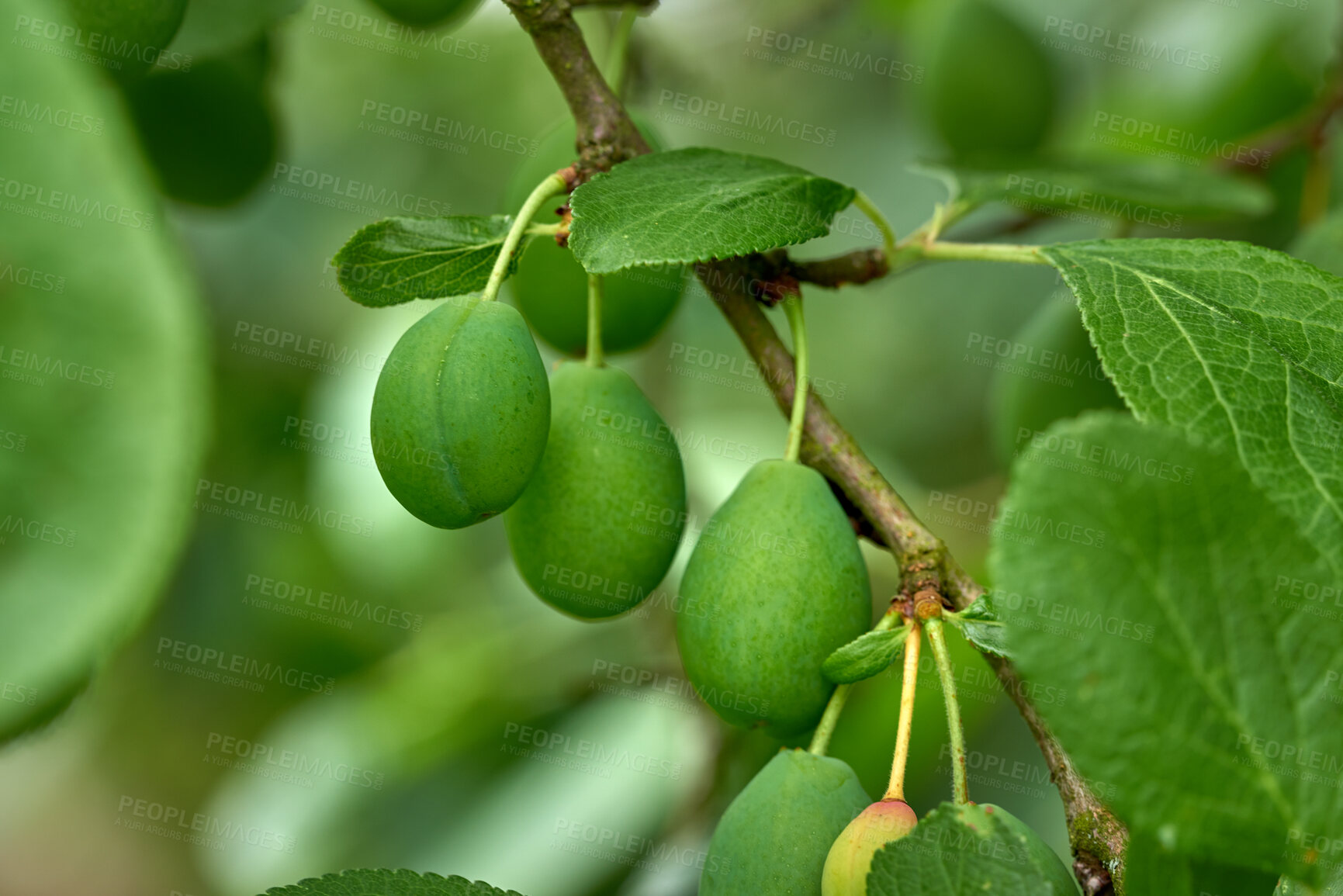 Buy stock photo Ripening green plums handing on branch with green leaves of plum tree