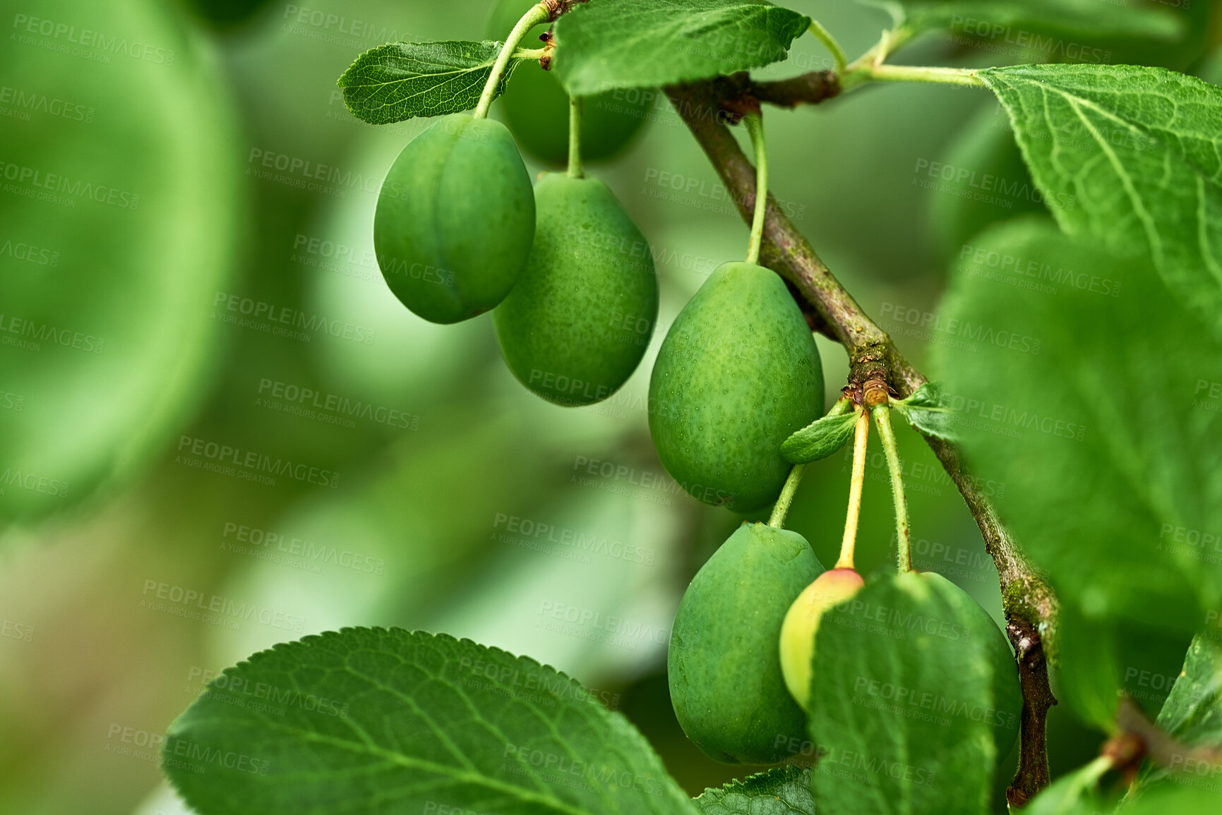 Buy stock photo Ripening green plums handing on branch with green leaves of plum tree