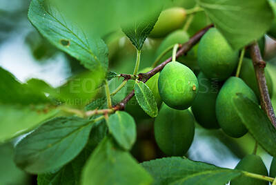 Buy stock photo Ripening green plums handing on branch with green leaves of plum tree