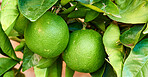 Lime citrus