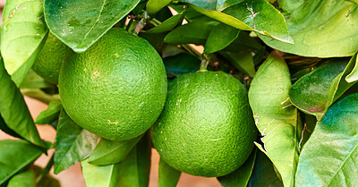 Buy stock photo Two ripening limes growing on a tree in a yard or organic agriculture orchard farm. Closeup of lush citrus fruit plant with green leaves during harvest season. Providing vitamin C for good health