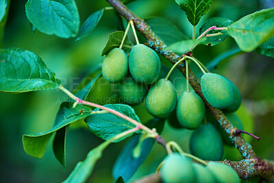 Buy stock photo Ripening green plums handing on branch with green leaves of plum tree