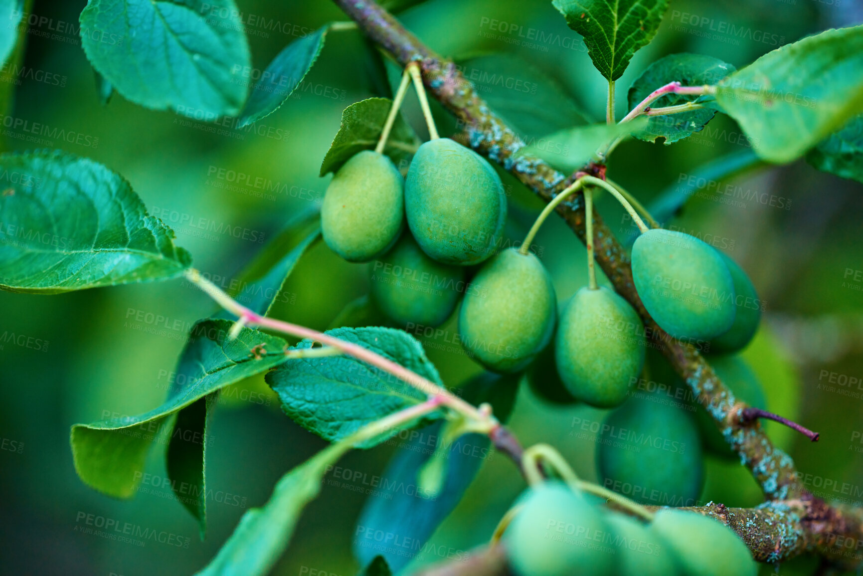 Buy stock photo Ripening green plums handing on branch with green leaves of plum tree