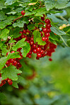 Currant