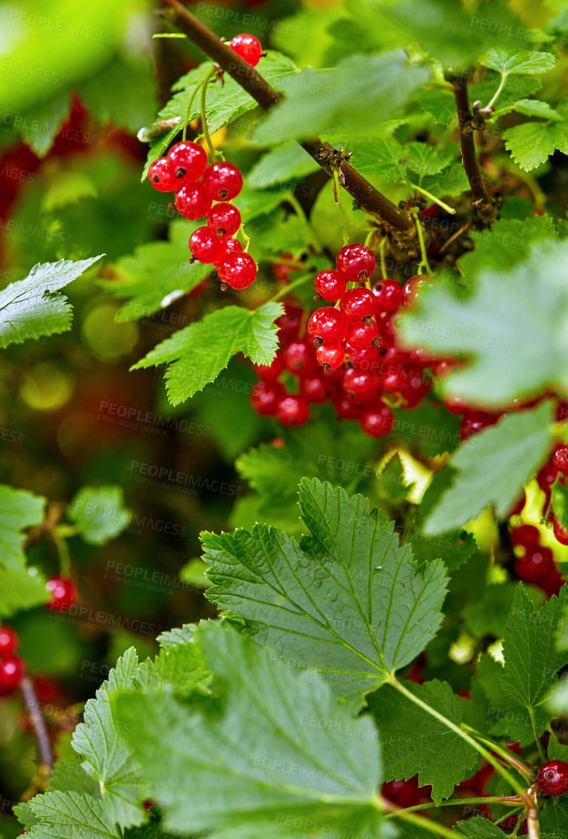 Buy stock photo Very tasty ripe currant