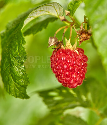 Buy stock photo Closeup of raspberry growing on a vine on a farm in summer. Ripe, delicious and healthy fruit ready to be harvested for eating on a farmland. Raspberries are good for health and high in antioxidants