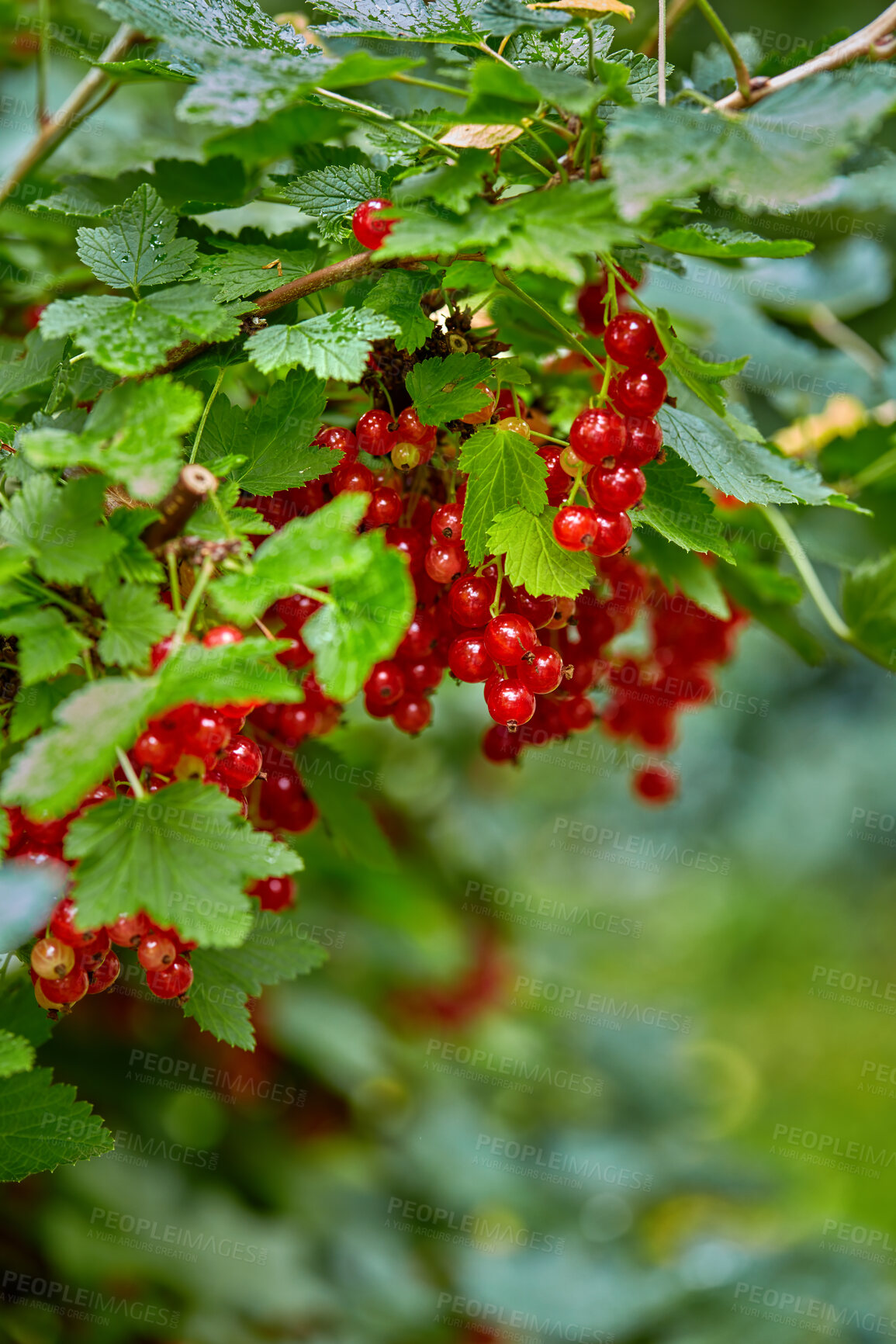 Buy stock photo Very tasty ripe currant