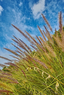 Buy stock photo Crimson purple fountain grass or cenchrus setaceus growing on a field outdoors against a cloudy blue sky. Closeup of buffelgrass from the poaceae species blooming and blossoming in a nature reserve