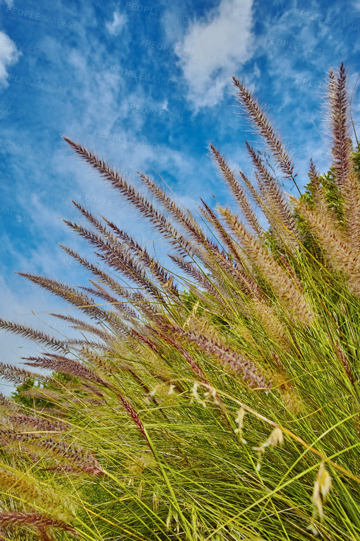 Buy stock photo Crimson purple fountain grass or cenchrus setaceus growing on a field outdoors against a cloudy blue sky. Closeup of buffelgrass from the poaceae species blooming and blossoming in a nature reserve