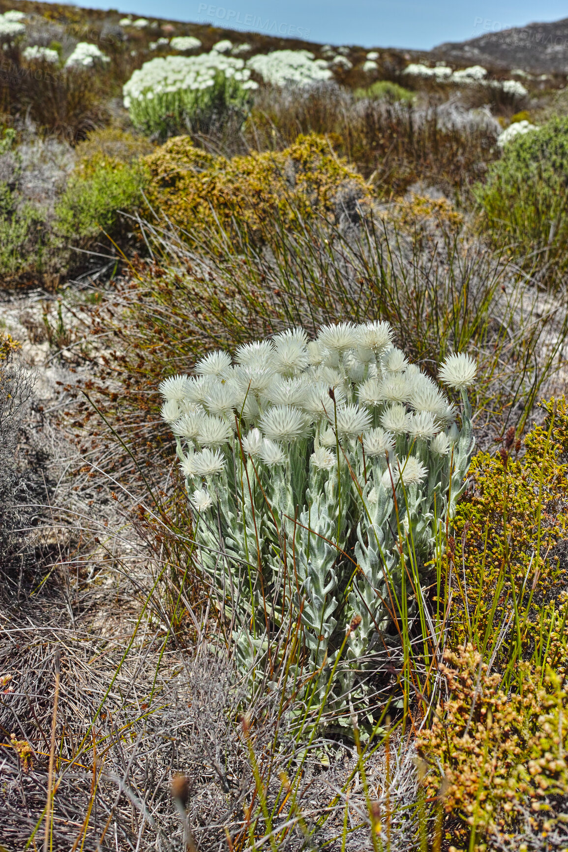 Buy stock photo Beautiful, colorful and pretty flowers and dry plants on a mountain or fynbos nature reserve. Rugged and remote landscape with shrubs and cape snow or white everlastings to admire on adventure walks