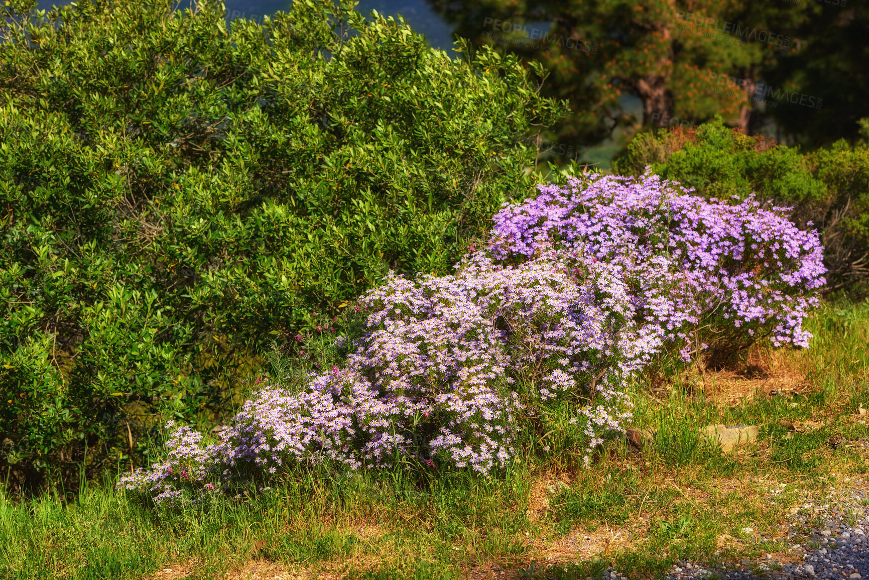Buy stock photo Beautiful, colorful and pretty flowers and plants in a natural environment, park or field in summer. Flowering plant, greenery and vegetation on a lawn, garden or land in nature in the countryside