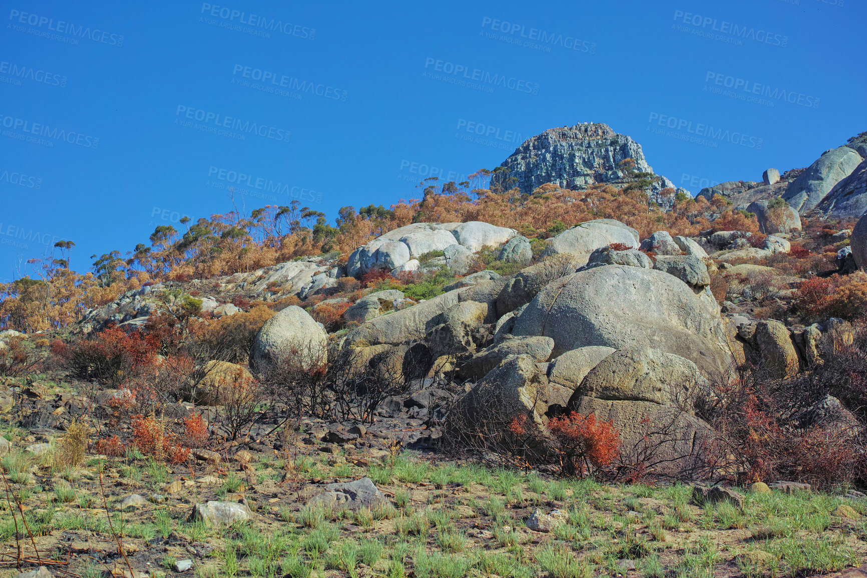 Buy stock photo Big mountain and large rocks in beautiful green and brown wild grass and trees with blue sky in the background. Landscape of a mountain and boulders out in nature on a sunny day with copy space