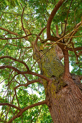 Buy stock photo Tall, tree outside and in nature. Closeup of bark, leaves and branches in the outdoors. Detailed landscape view on the oak, trunks and growth in a natural living environment.