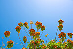 Flowers, plants and trees on mountain side in South Africa