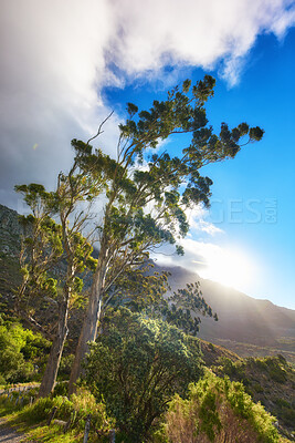 Buy stock photo Green trees, plants and mountain grass in nature park or remote forest with blue sky and clouds. Landscape view of wild gum or eucalyptus woods in an organic environmental or countryside conservation